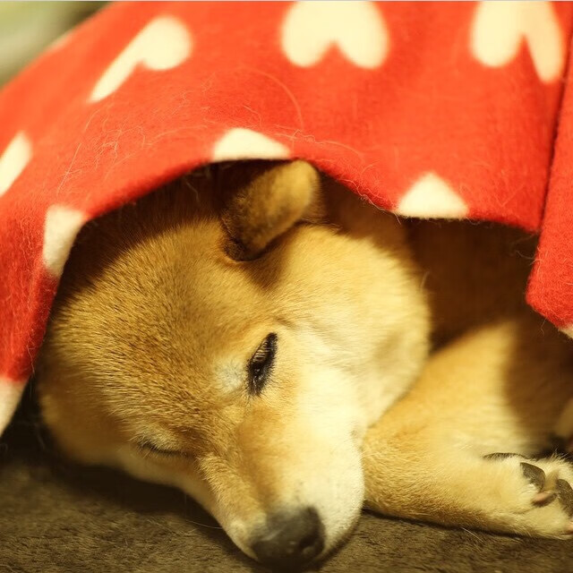 法拉利五车围攻索伯双雄，佩雷兹致命一击改写车坛格局