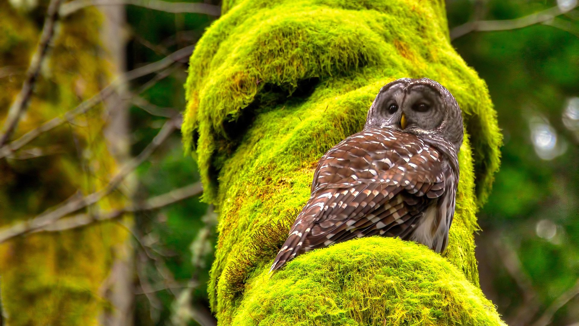 开云体育入口-东方夜未央，当迈阿密热浪吞没华南虎，孙铭徽在巨影下绽放