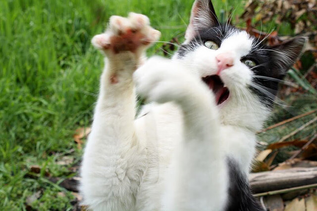 开云体育官网-当萨拉赫在安菲尔德创造神迹，几内亚在预选赛写下胜利—非洲足球的同一束光芒