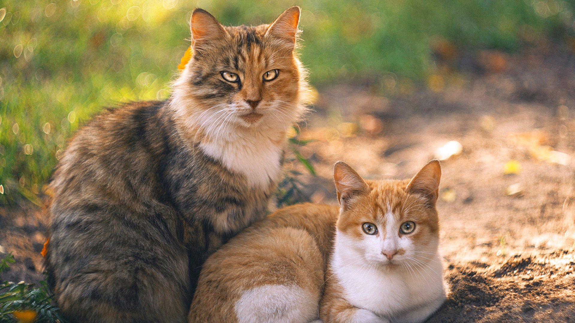 开云体育-极限竞速，当橙色闪电在赛道上正面击溃红白堡垒