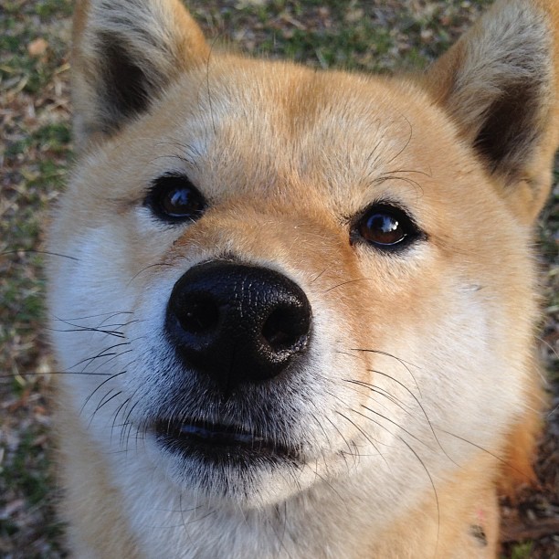 极致创造，锋芒毕露，厄德高如何用魔法般的双脚将尼斯防线肢解