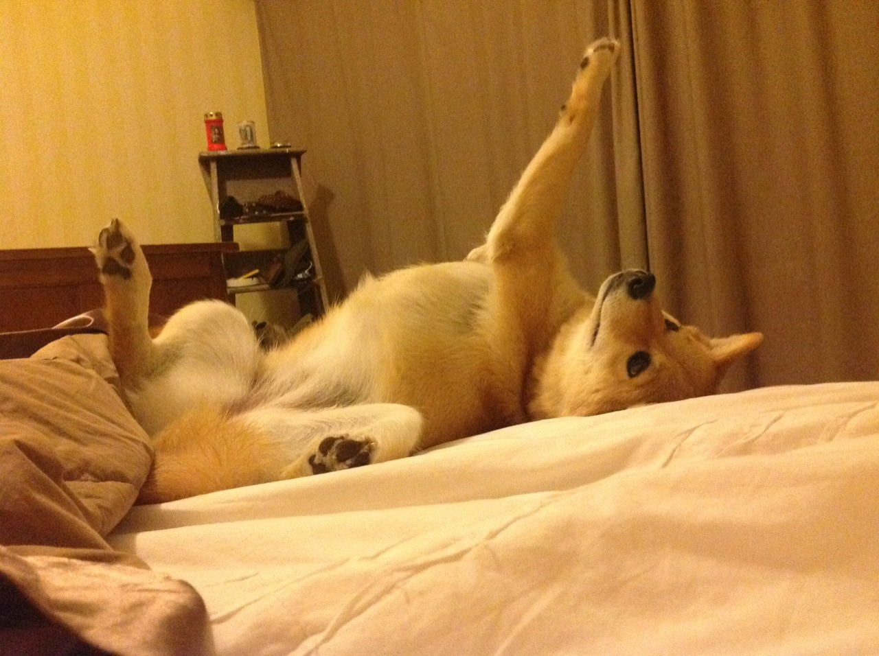 开云体育app-绿茵之上，唯一之光，当欧冠焦点战照进非洲生死战的灵魂