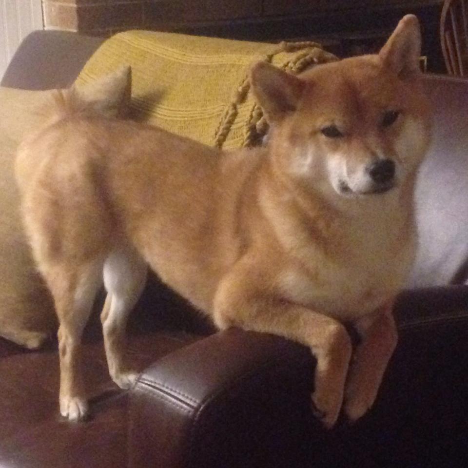 开云sport-枪手火力覆盖墨西哥，萨卡关键一击定乾坤