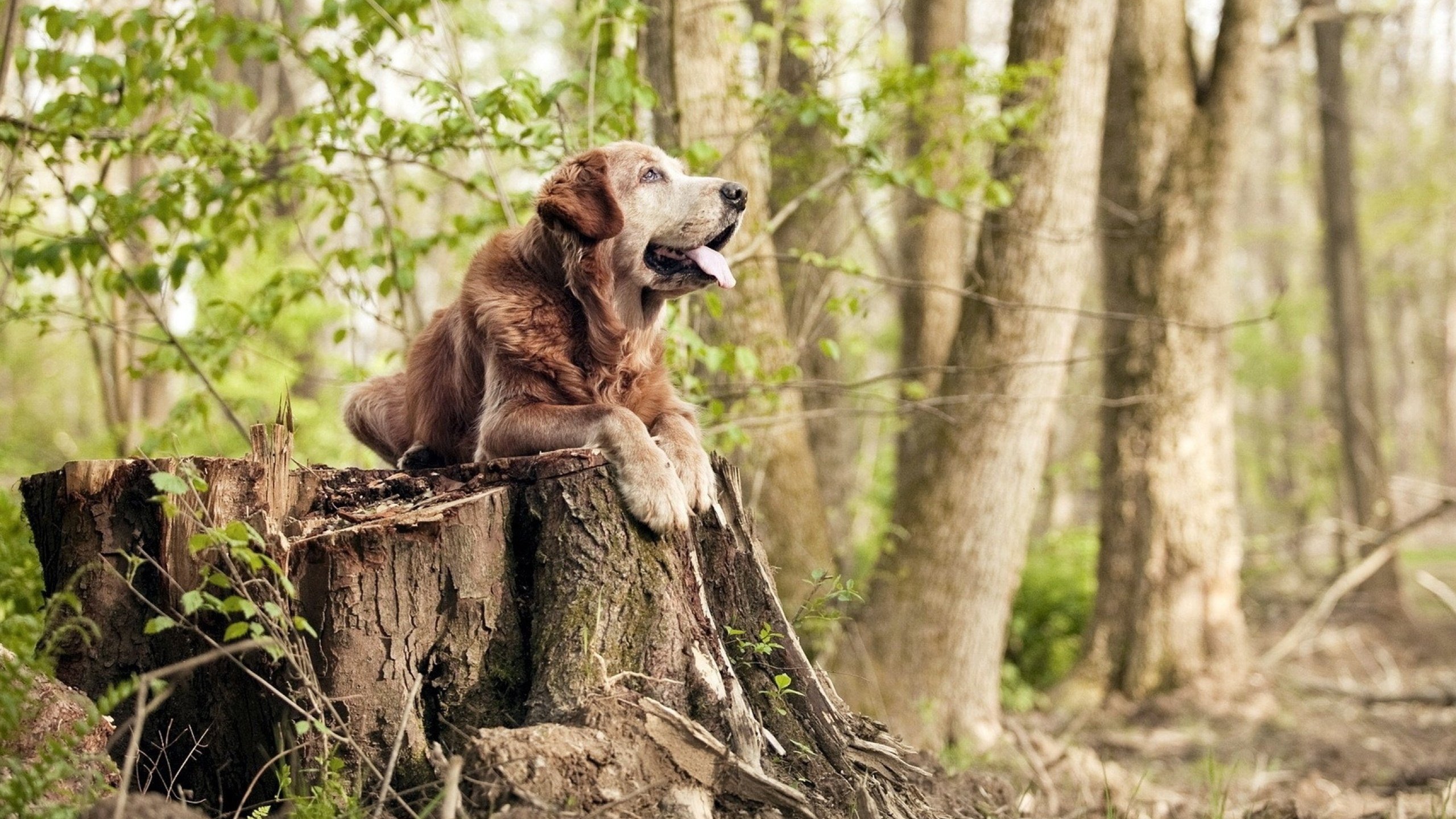 开云体育app-另一个赛场，世界杯狂欢夜，塔图姆的无声证词