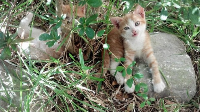 圣西罗的第七幕，克莱的自我救赎之夜