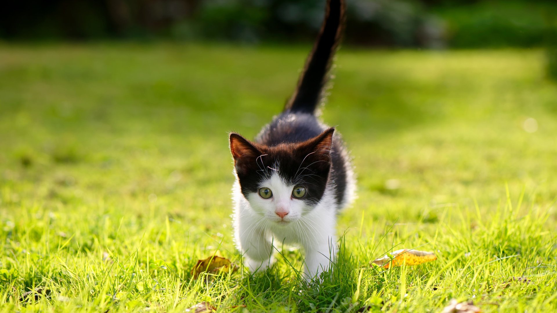 东瀛武士的叹息之墙，当富安健洋将莱万装进口袋