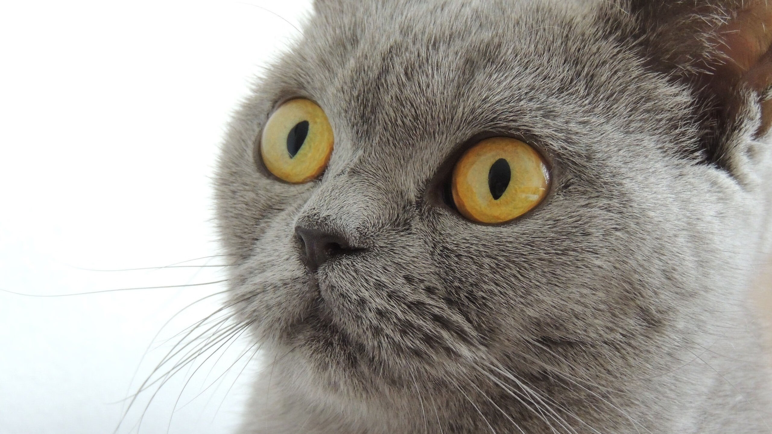 末节之王迪亚斯，洪都拉斯逆袭雷恩的史诗之战