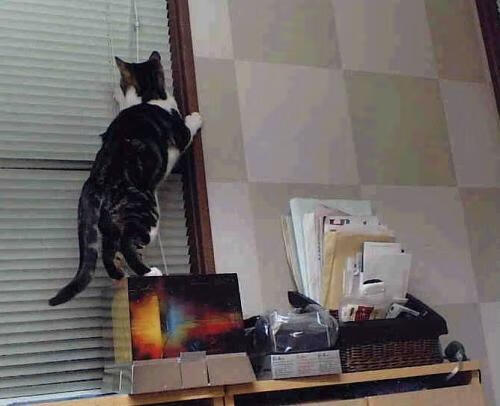 时空交错的双重绝杀，当威尔士的盾遇见弗拉霍维奇的矛