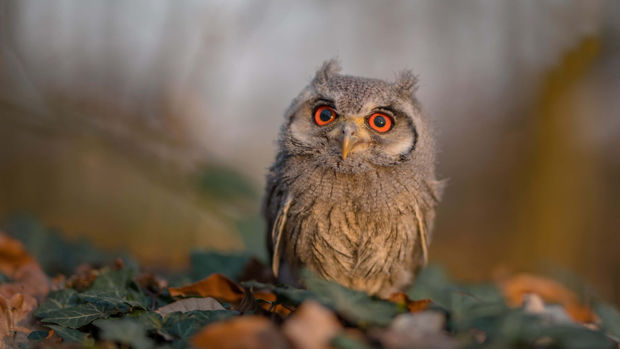 开云体育-跨界之韧，皮克硬仗之王与摩洛哥速胜突尼斯的启示